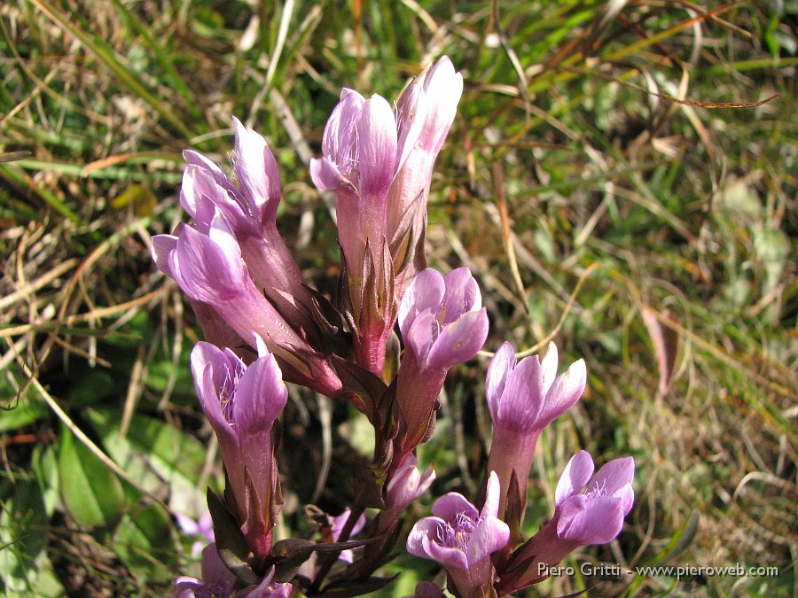 cancervo 030.jpg - Genzianella germanica